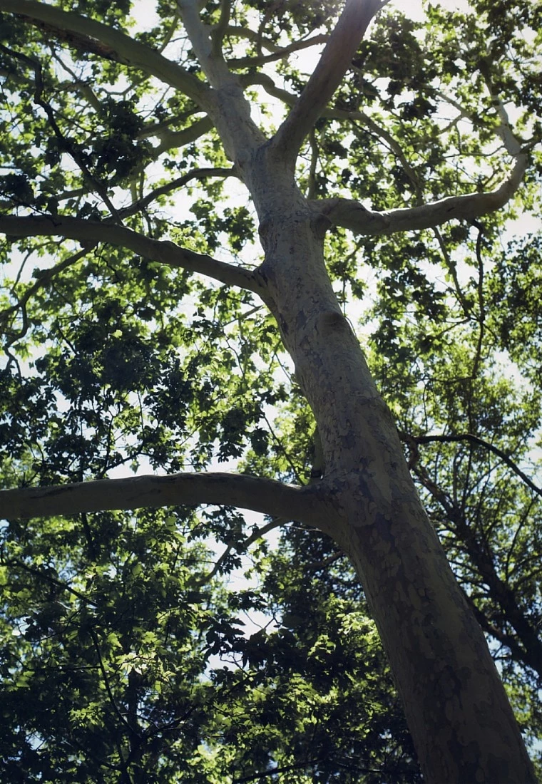 杉本有美写真集 HEART [786P]