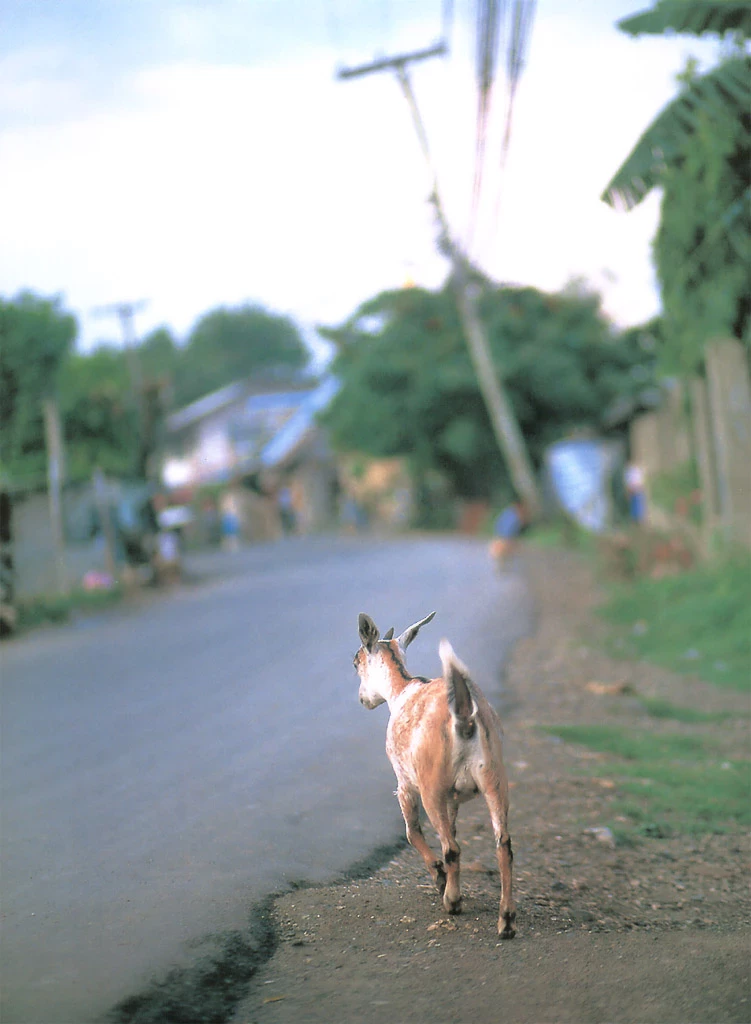 佐藤寛子[Photobook] - 情热 [732P]